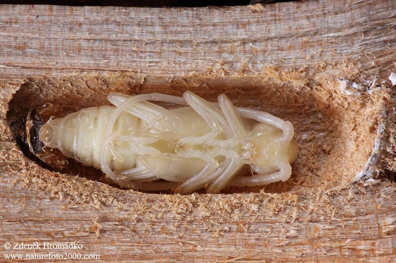 Tesařík bukový, Cerambyx scopolii, Cerambycidae, Cerambycini (Brouci, Coleoptera)